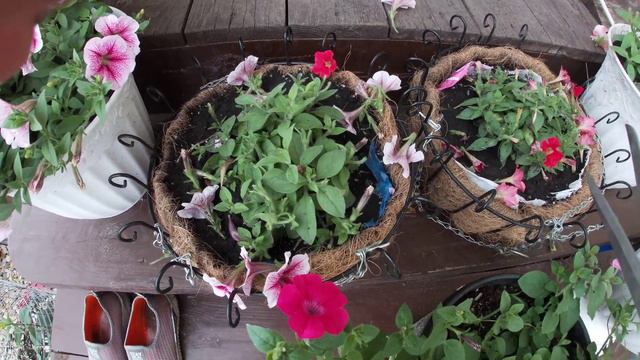 Формирование ампельной петунии смотреть онлайн