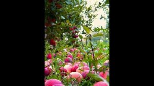 Творец неба и земли.  Наталья Грайф .