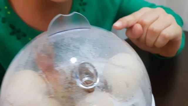 Мини инкубатор на 7 яиц.Часть 2. Цыплята вылупляются смотреть онлайн