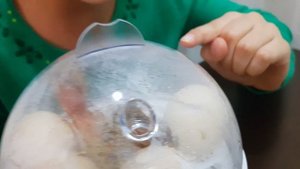 Мини инкубатор на 7 яиц.Часть 2. Цыплята вылупляются