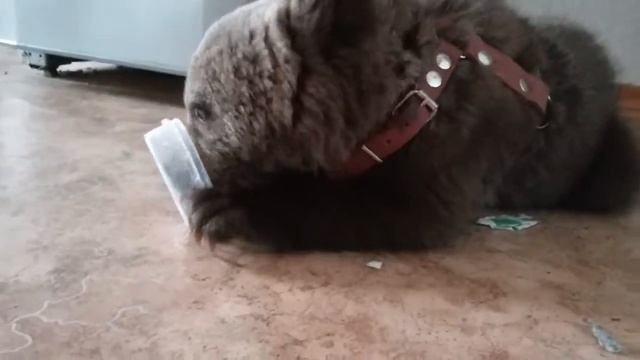 Медвежонок Потап. Медведь. Дрессировка. Миска из под меда смотреть онлайн