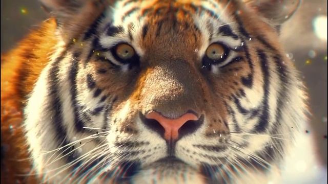 Самые опасные хищники тайги смотреть онлайн