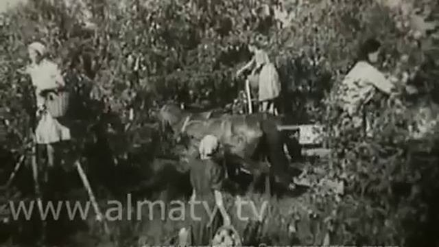 Алматинский апорт