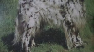 Мурка(Прибыла в  Одессу банда из Амура)наброски)