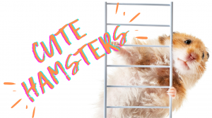 Смешные и прикольные хомяки, видео-подборка #2 | Cute and Funny Hamster Video Compilation #2