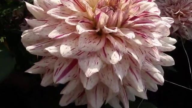 Декоративные георгины 9 часть Сезон 2019 смотреть онлайн