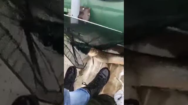 Щука моей мечты смотреть онлайн