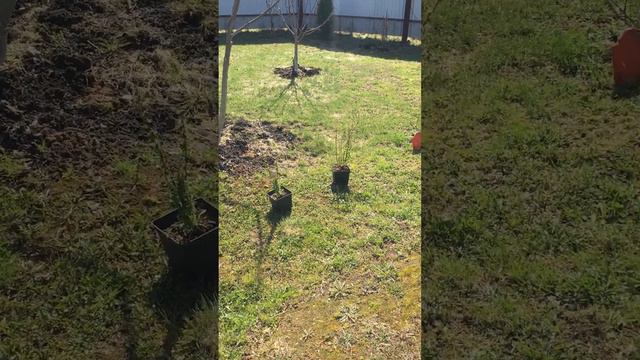 Любимая дача 30 апреля 2017 года смотреть онлайн