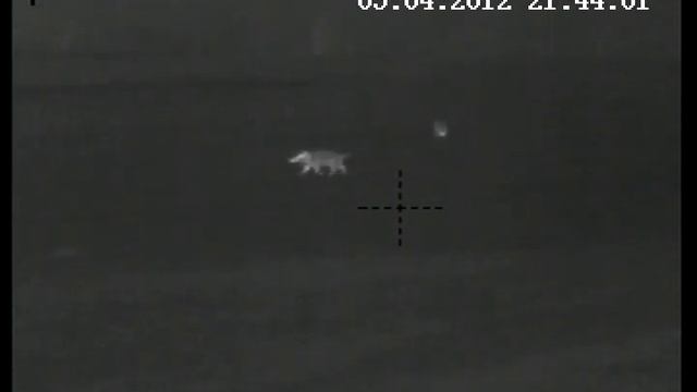 охота на кабана с тепловизором смотреть онлайн