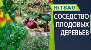 НИКОГДА НЕ САЖАЙТЕ ЭТИ ДЕРЕВЬЯ РЯДОМ ✔️ Соседство плодовых растений