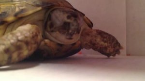 Среднеазиатская черепаха