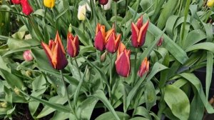 Тюльпан класса Триумф: Muvota. Цвета коллекции Hermes. Сезон 2023.