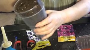 Как посеять ШТОК - РОЗУ на рассаду