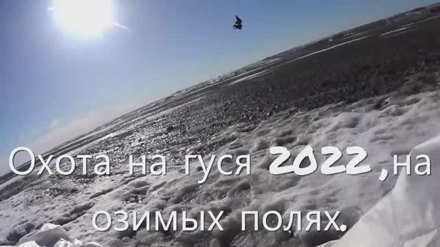 Охота на гуся на озимых и на пролёте 2022г. смотреть онлайн