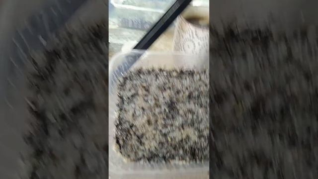 ПОСЕВ НОВОЗЕЛАНДСКИХ ДЕЛЬФИНИУМОВ - ПРОДОЛЖЕНИЕ. смотреть онлайн