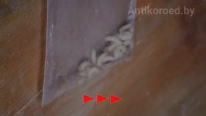 Уничтожение древесных вредителей в дереве СВЧ методом