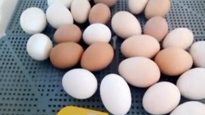 Инкубация куриного яйца 2020 году от А до  Я, отключили свет во время инкубации