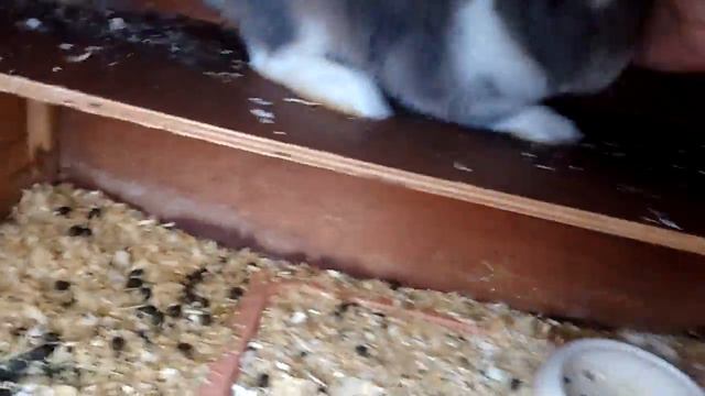 Возвращение. Что случилось с кроликом. смотреть онлайн