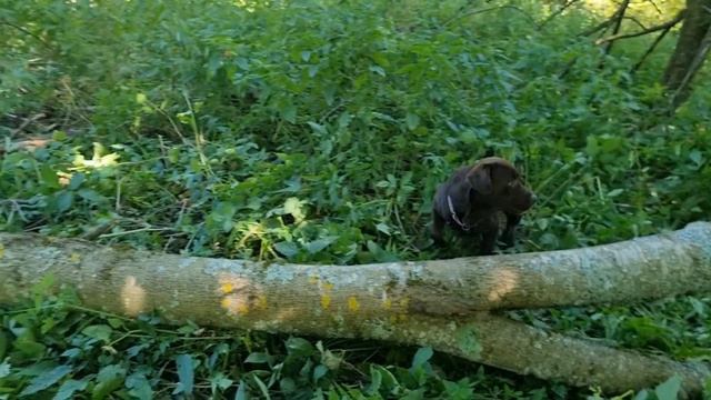 Последние новости с хутора. Нашёл ногу для журавля. #хочувдеревню #хутор смотреть онлайн