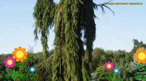 Ель обыкновенная Пендула Майор. Краткий обзор, описание характеристик picea abies Pendula Major