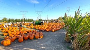 Yesteryear Farms Pumpkin Patch in Wilsonville, Oregon