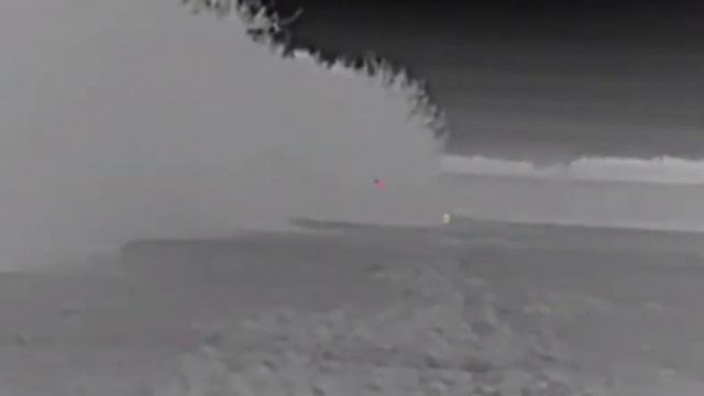 Кабаны в кукурузе. Охота с тепловизором на кабана смотреть онлайн