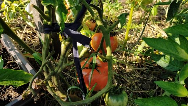 Серебристая Ель! Полный обзор томата