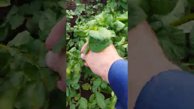 Алуэт, картофель