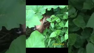 Доброта. Пение МСЦ ЕХБ.