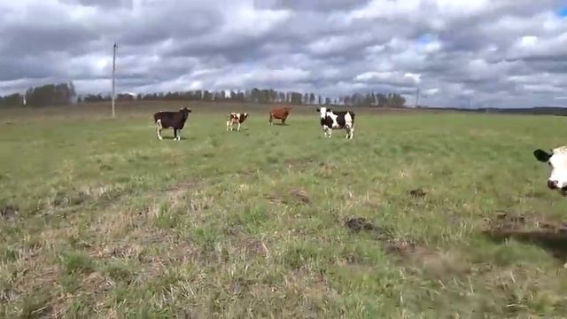 #115: Пилим березки, доим коров смотреть онлайн