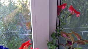 Петунии на балконе в июле 2020 Petunias on the balcony in July 2020