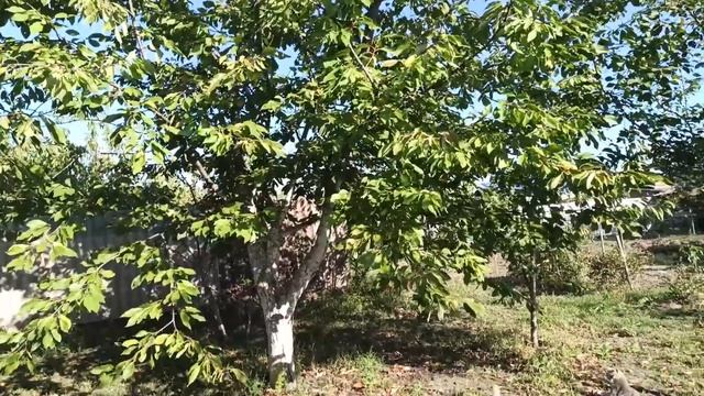 ПЕРЕЕХАЛИ НА КУБАНЬ.Курортный сезон окончен. Сезон ремонта начался. Крашу навес. смотреть онлайн