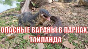 Опасно для жизни вараны в Тайланде. Стая варанов в парке.