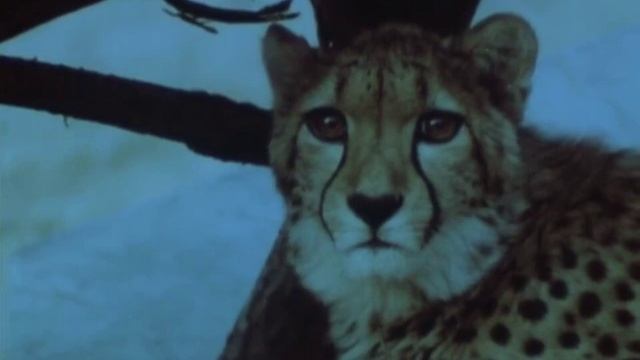 Қазақстан гепардтары смотреть онлайн