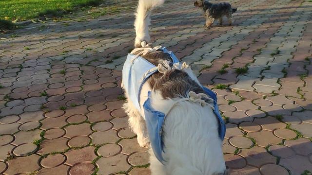 Очень сонный балалай, а лето продолжается смотреть онлайн