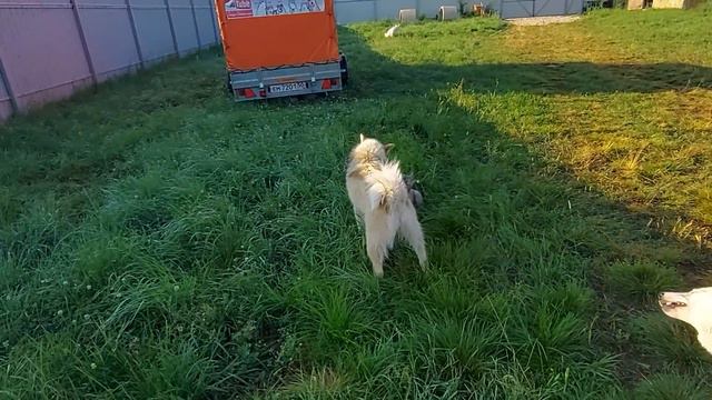 Ранним утром по росе смотреть онлайн