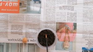 как посадить нектарин из косточки. подробное объяснение.
