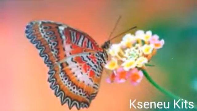 Очень красивые картинки бабочек :-) смотреть онлайн