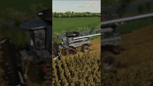 🌻 Sunflower harvesting🌻#Sunflower #farmingsimulator22 #Reaper  #Farming #FarmingSimulator22 #FS22