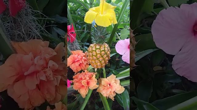 Pineapple & Hibiscus Harvest 🌺🍍