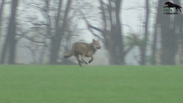 ВОЛКИ и ОХОТА С СОБАКАМИ смотреть онлайн