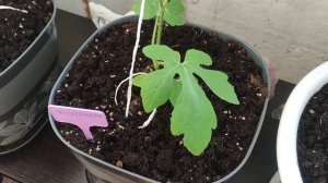 Выращивание арбузов и дыни на балконе. Подкормка. Арбуз Фейеверк, СДР 2, Конничива. Дыня Айкидо.