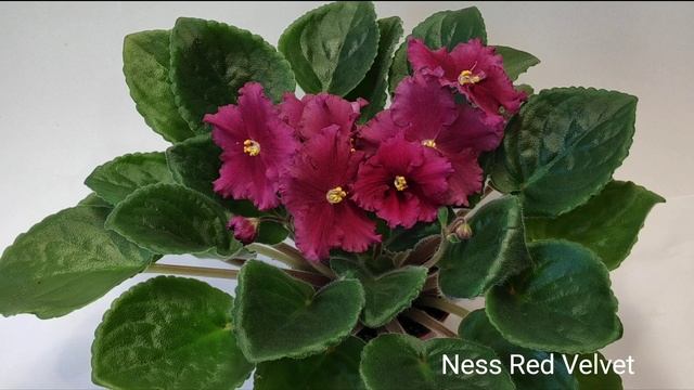 Mas Fuzzy Slippers,Ness Blueberry Puff, Ness Red Velvet, Octavia. смотреть онлайн