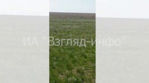 Тысячи сайгаков из Казахстана уничтожают поля в Саратовской области