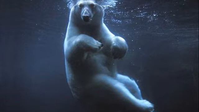 Ханыгина Дарья Белые медведи смотреть онлайн