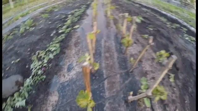 ManicureFinger смотреть онлайн