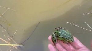 Как ловить лягушек