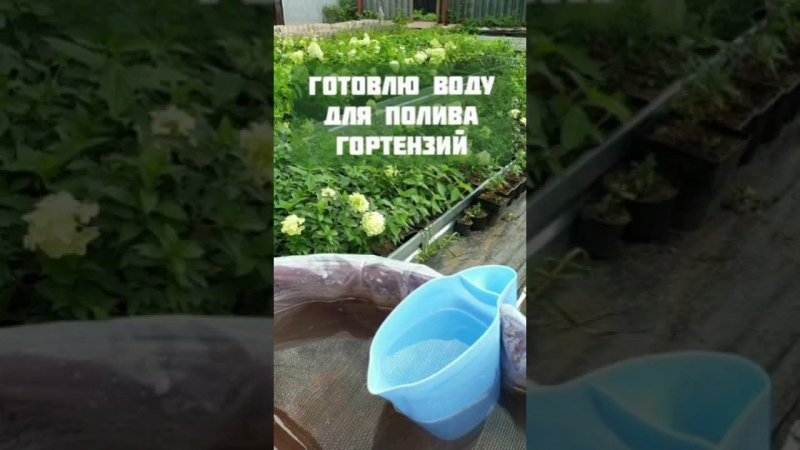 Какой водой лучше всего поливать гортензию #гортензияметельчатая