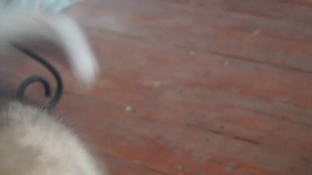 Маунтри Есения 2 мес смотреть онлайн