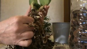 Каттлея с уценки, обработка и посадка.
